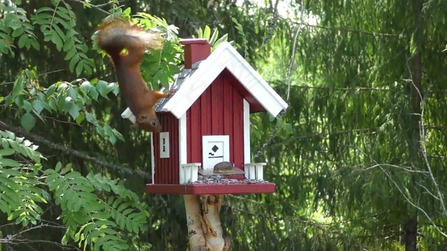 松鼠, 野生动物, 觅食, 淘气, 可爱的
