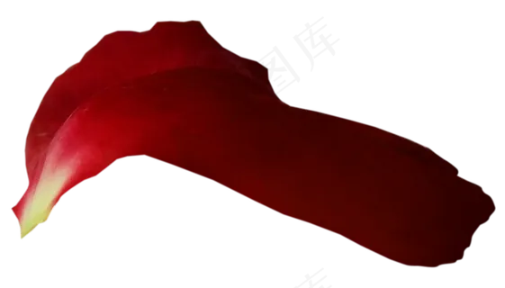 花瓣花朵免扣图片 