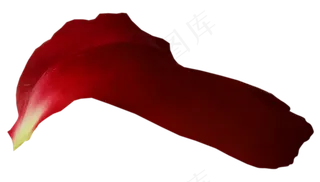 花瓣花朵免扣图片 