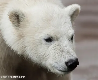 北极熊头部特写图片