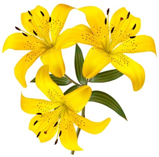 百合花免抠(600x594)