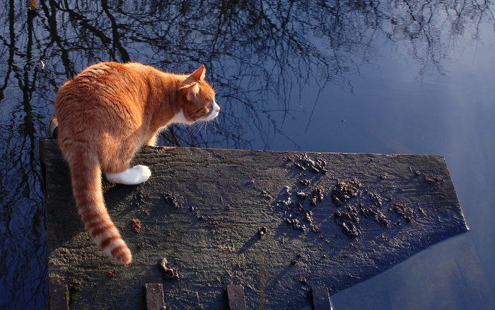 猫在湖边 