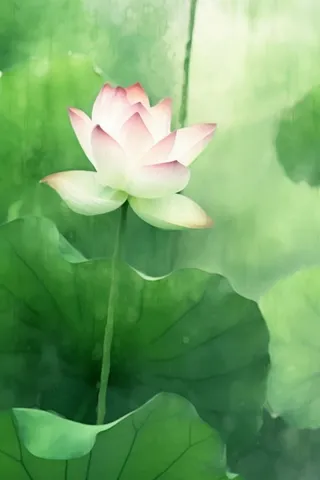 国风荷花水墨节气背景