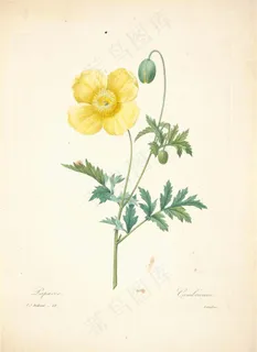 复古手绘花卉图片