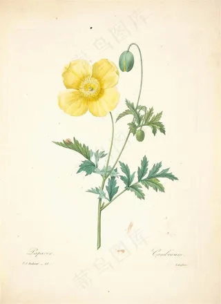 复古手绘花卉图片