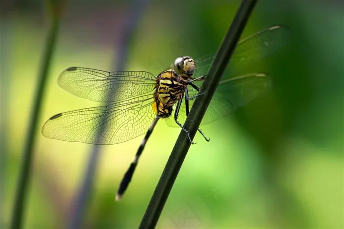 蜻蜓停留时的高清特写
