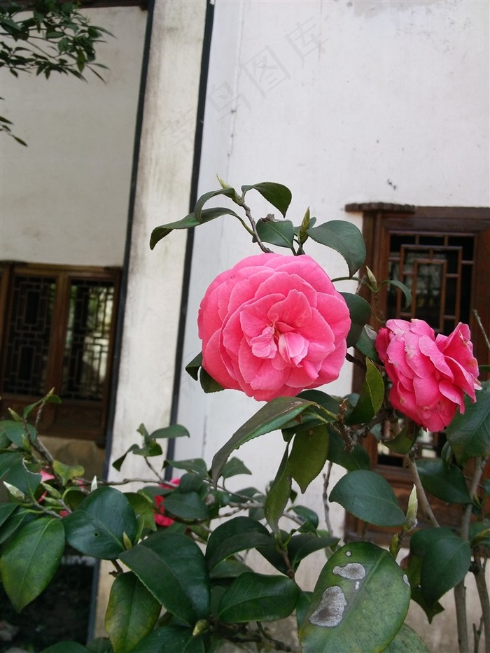 山茶花高清图
