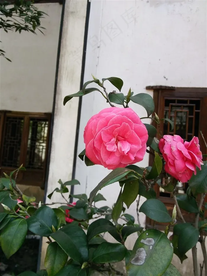 山茶花高清图