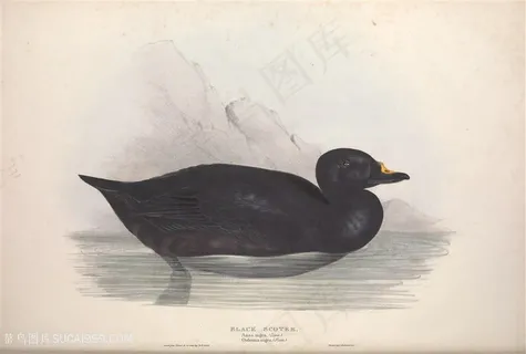 彩绘欧洲鸟高清装饰画