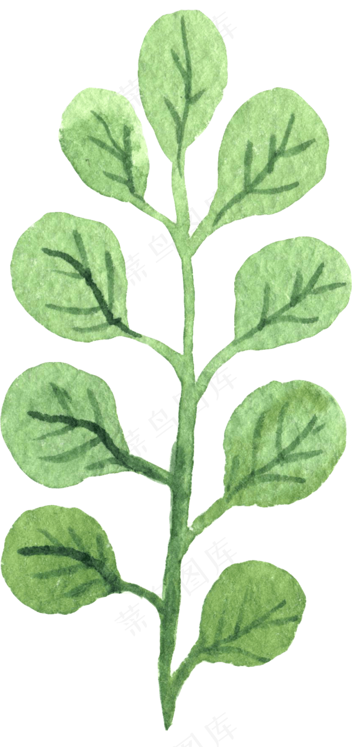 水彩插画-植物4