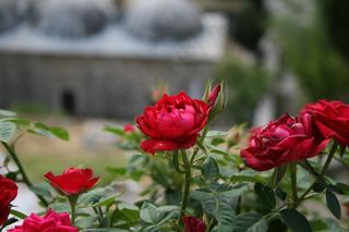 漂亮红色玫瑰花图片