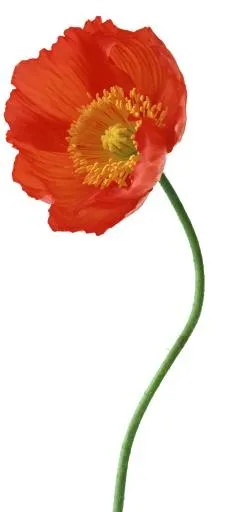 罂粟花 PNG免抠(887x2000)