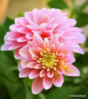 大朵鲜花高清大丽花图片