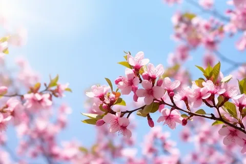 春天阳光明媚的树枝上开满了粉红色的花朵摄影图 春天阳光明媚的树枝上开满了粉红色的花朵摄影图