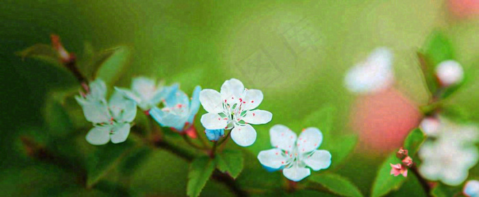 盛开的花朵立春，清新春天(1712x704)