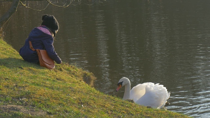 孩子在湖里喂养一只白天鹅