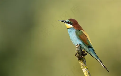 鸟类大全休憩的翠鸟素材