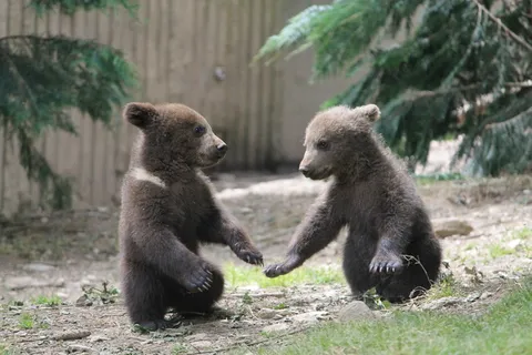 熊动物棕熊动物园野生动物狗熊