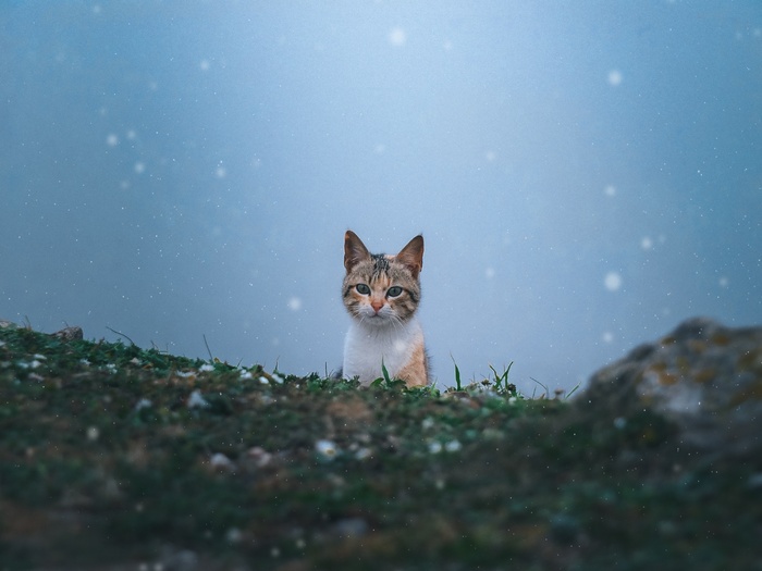 可爱猫咪猫猫摄影素材