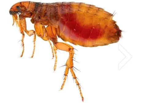 跳蚤 PNG免抠(637x420)