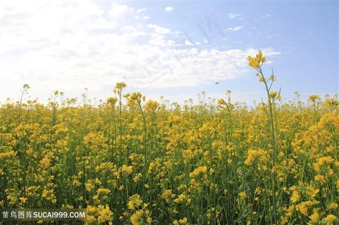 大自然油菜花图片海报 大自然油菜花图片海报