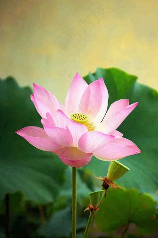 中国风夏日荷花荷叶大气特写摄影，大暑小暑夏至摄影图