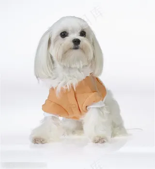 迷你犬-坐着的米黄色狗狗