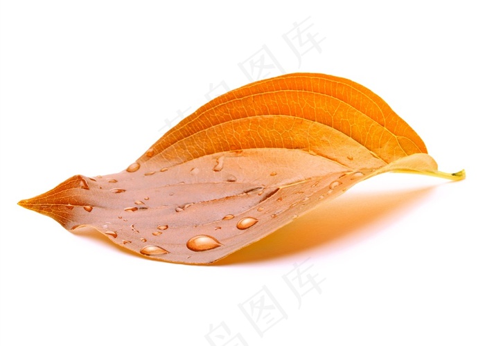 带着小水滴的一枚叶子摄影高清图片