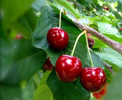 新鲜成熟的红色樱桃水果图片