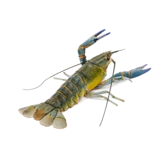 虾类(34)海鲜超市商品红酒白底图免抠实物摄影png格式图片透明底