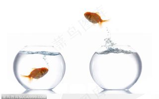 从金鱼缸跳来跳去的金鱼 高清图片鱼图片