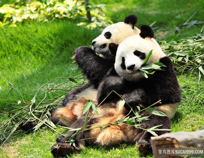 两只可爱的大熊猫