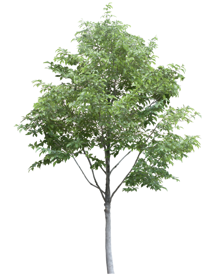 高清树木素材 免抠PSD植物素材 美术绘画园林贴图 树草灌木花草