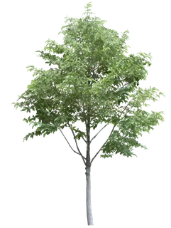 高清树木素材 免抠PSD植物素材 美术绘画园林贴图 树草灌木花草