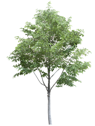 高清树木素材 免抠PSD植物素材 美术绘画园林贴图 树草灌木花草