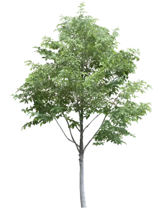 高清树木素材 免抠PSD植物素材 美术绘画园林贴图 树草灌木花草