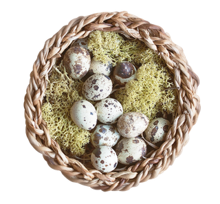 鸟窝鸟蛋动物