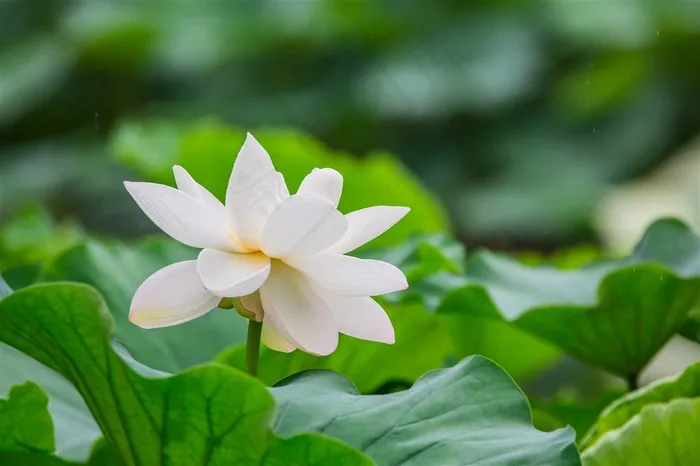 绿叶丛中白荷花