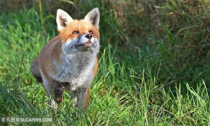 野生动物伸出嘴巴的狐狸图片
