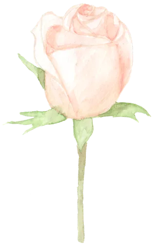 唯美森系手绘水彩花朵 免抠