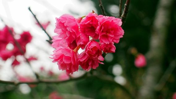 红色樱花唯美图片