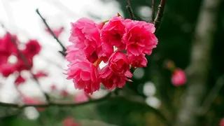 红色樱花唯美图片