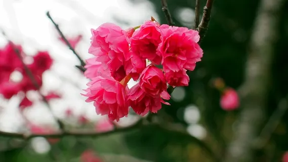红色樱花唯美图片 红色樱花唯美图片