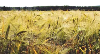 稻谷地现代农业