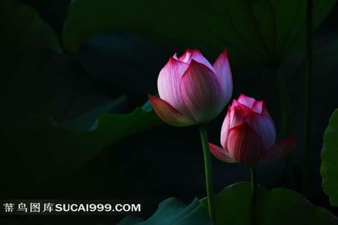 唯美的荷花壁纸素材