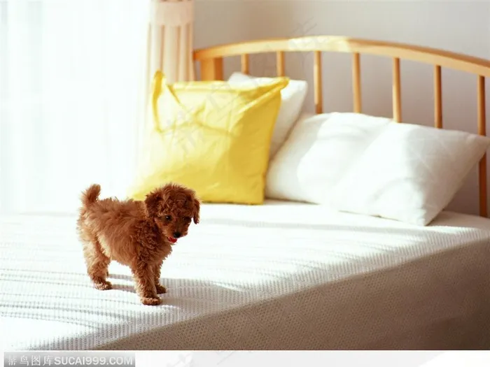 木床上的小泰迪玩具狗