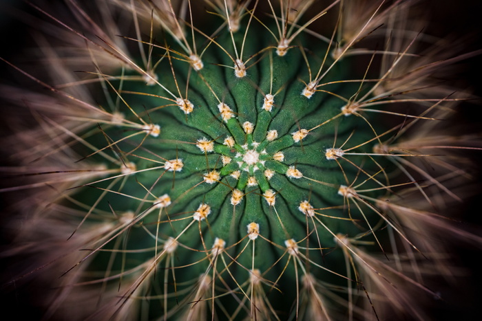 仙人球俯视平面图