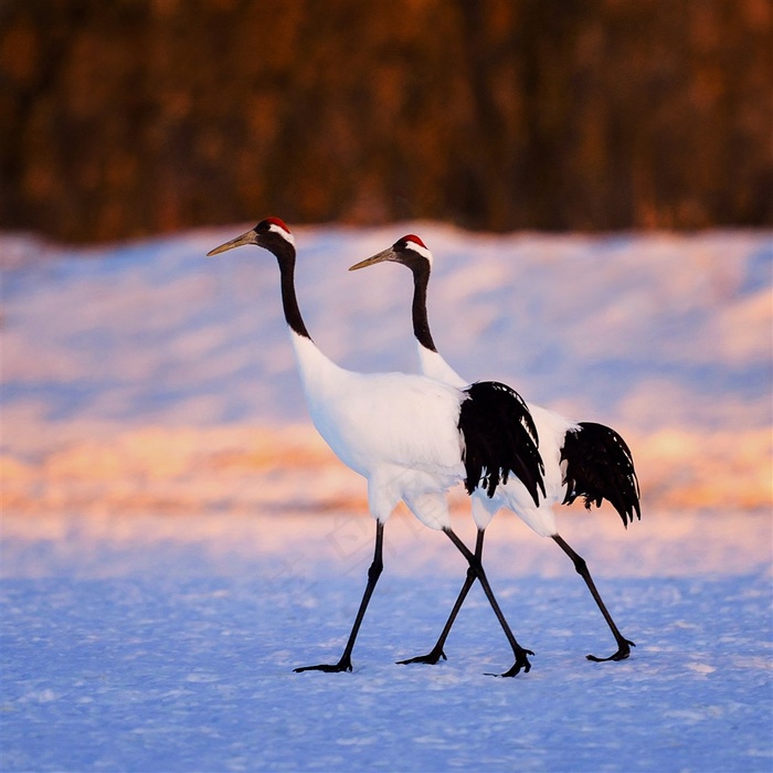 冬天散步的丹顶鹤