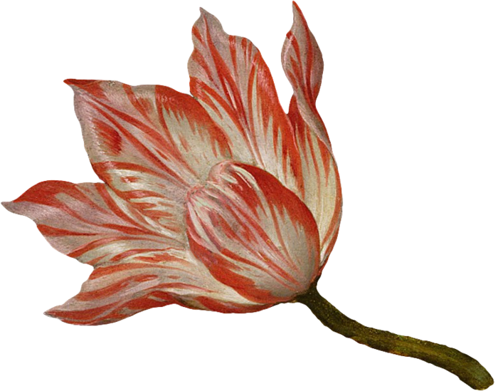 复古油画质感宫廷花卉植物花朵鲜花拼贴图案PNG免抠图片设计素材