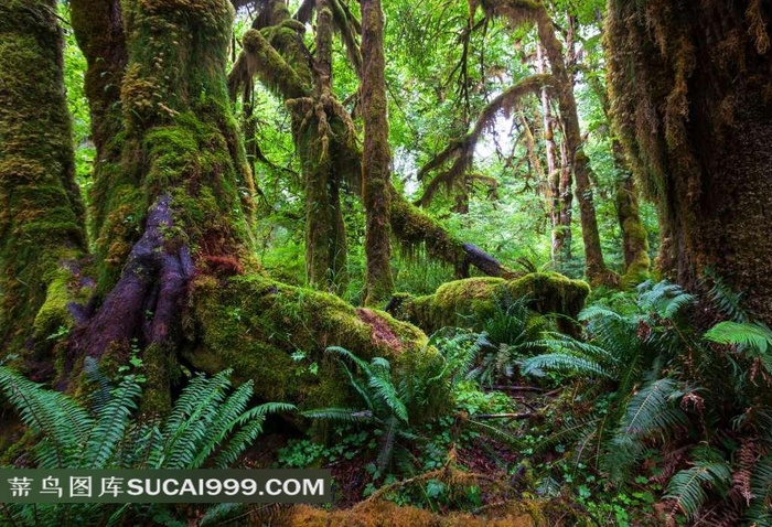 丛林系列 - 盘根错节的茂密丛林